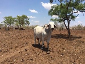 Die modernen Buschtrommeln funktionieren: Nachricht aus dem Outback 6 der-Autotester