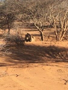 Tag 3: Rendezvous mit den afrikanischen Leoparden 3 der-Autotester