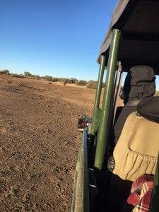 Tag 3: Rendezvous mit den afrikanischen Leoparden 39 der-Autotester