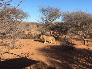 Tag 3: Rendezvous mit den afrikanischen Leoparden 5 der-Autotester