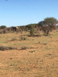Tag 3: Rendezvous mit den afrikanischen Leoparden 10 der-Autotester