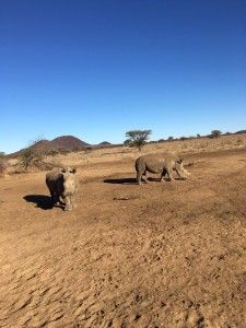 Tag 3: Rendezvous mit den afrikanischen Leoparden 2 der-Autotester