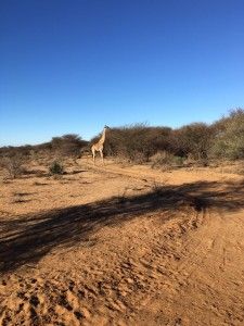 Tag 3: Rendezvous mit den afrikanischen Leoparden 4 der-Autotester