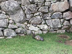 LET 2017: Mit der Inca Rail nach Machu Picchu und Meerschweinchen satt 14 der-Autotester