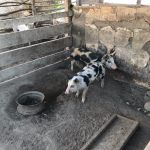 LET 2017: Mit Meerschweinchen im Bauch von der Bergstadt Cusco in die Wüste 20 der-Autotester