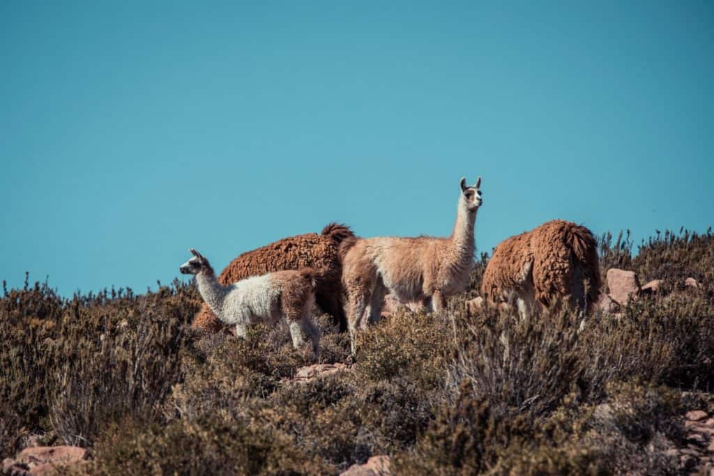 Mit dem Audi Q8 in der Atacama Wüste - Oder der Griff nach den Sternen 8 der-Autotester